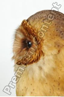 Barn owl - Tyto alba  0070